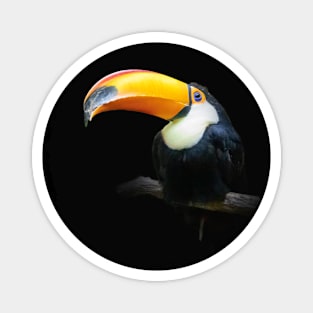 Toucan Toco Bird Animal Wildlife Forest Nature Flight Outdoor Magnet